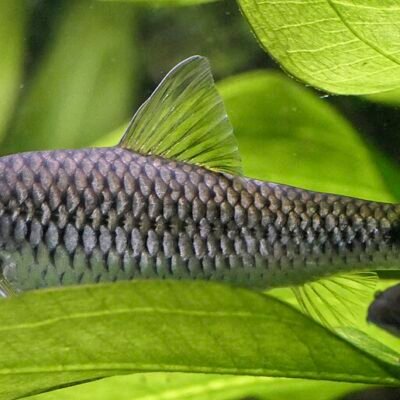 Crossocheilus reticulatus bred 3-4cm