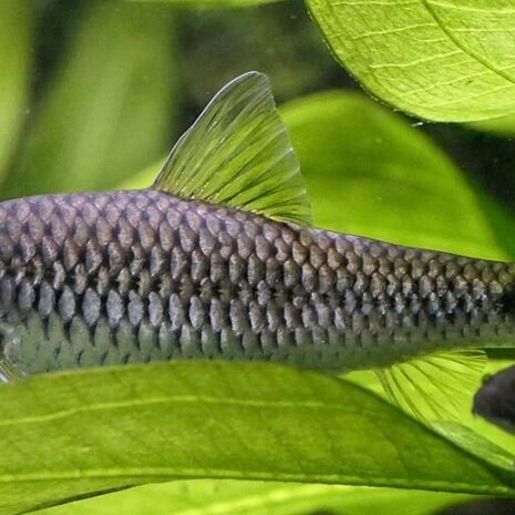glaser-412642 Crossocheilus reticulatus bred 3-4cm