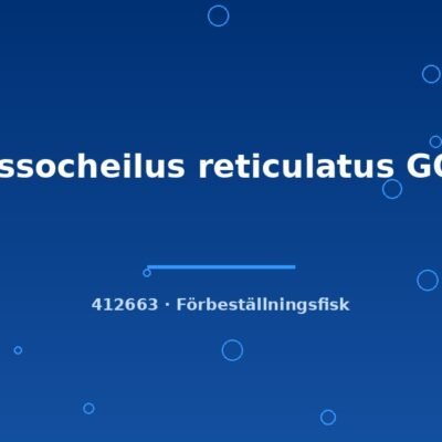 Crossocheilus reticulatus GOLD 4-5cm
