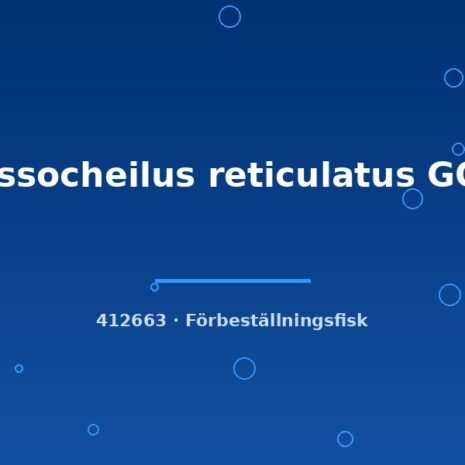 glaser-412663 Crossocheilus reticulatus GOLD 4-5cm