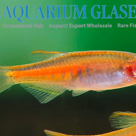 glaser-413252