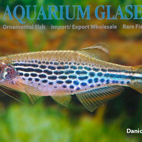 glaser-413603