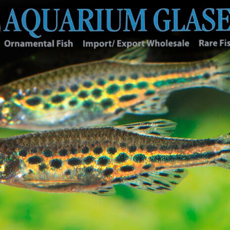 glaser-413692