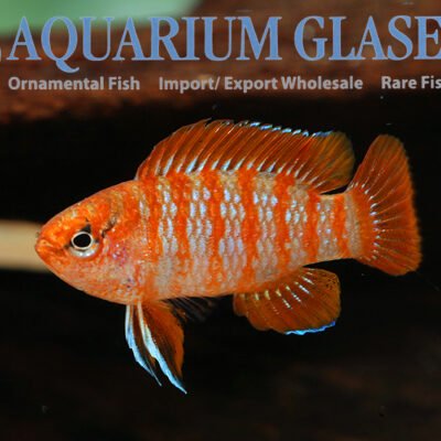scarlet badis md-lg