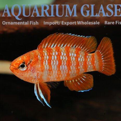 glaser-413773 glaser-413773