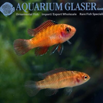 flame-red badis md-lg
