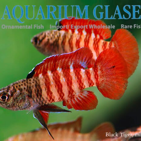 glaser-413796