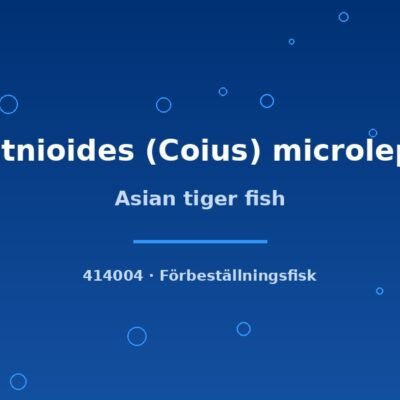 Asian tiger fish (Datnioides (Coius) microlepis) 5–7cm