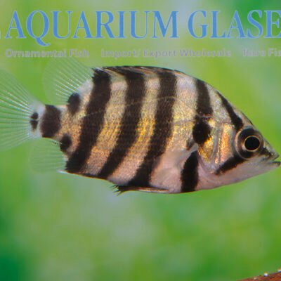 Datnioides polota 6-8cm