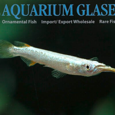 white-albino half beak md