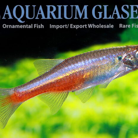 glaser-414402 glaser-414402