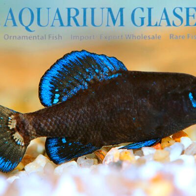 Elassoma gilberti g.br. md