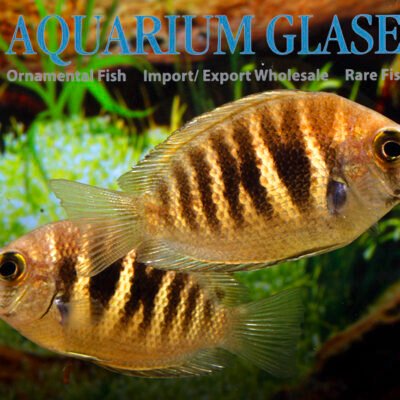 Indian wesp-cichlid 5-7cm
