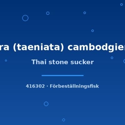 Thai stone sucker 3-4cm