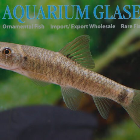 glaser-416453 glaser-416453