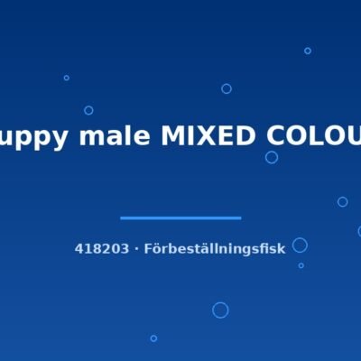 Guppy male MIXED COLOUR lg