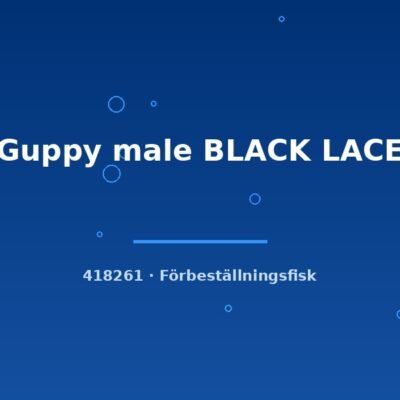 Guppy male BLACK LACE lg