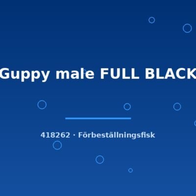 Guppy male FULL BLACK lg