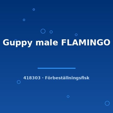 Guppy male FLAMINGO lg