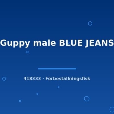 Guppy male BLUE JEANS lg