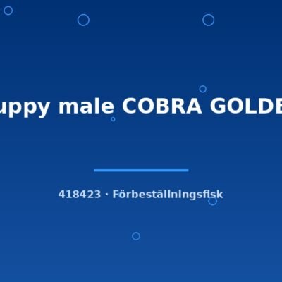 Guppy male COBRA GOLDEN lg