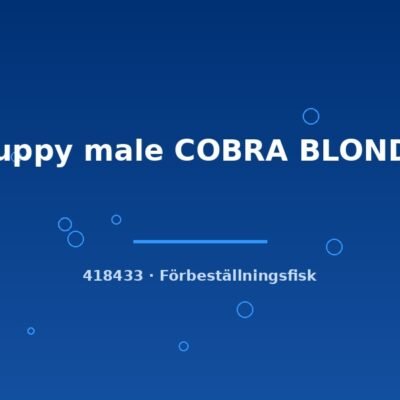 Guppy male COBRA BLONDE lg