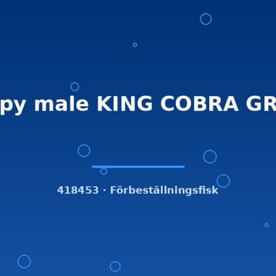 Guppy male KING COBRA GREEN lg