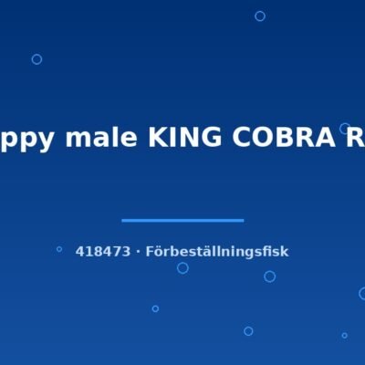 Guppy male KING COBRA RED lg