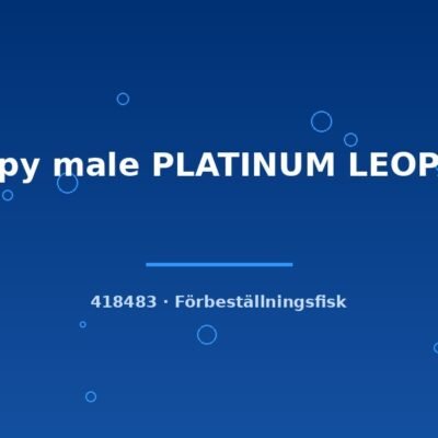 Guppy male PLATINUM LEOPARD lg