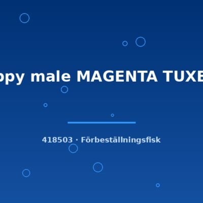 Guppy male MAGENTA TUXEDO lg