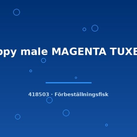 Guppy male MAGENTA TUXEDO lg