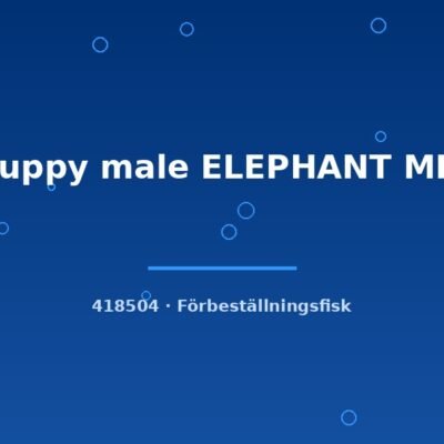 Guppy male ELEPHANT MIX md-lg