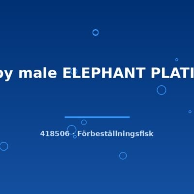 Guppy male ELEPHANT PLATINUM ml