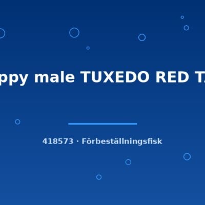 Guppy male TUXEDO RED TAIL lg