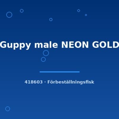 Guppy male NEON GOLD lg