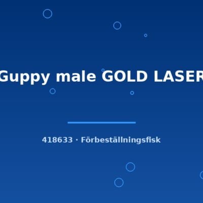 Guppy male GOLD LASER lg