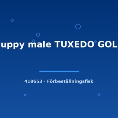 Guppy male TUXEDO GOLD lg