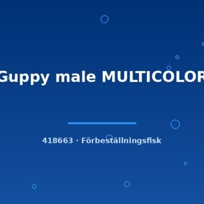 Guppy male MULTICOLOR lg