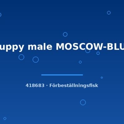Guppy male MOSCOW-BLUE lg