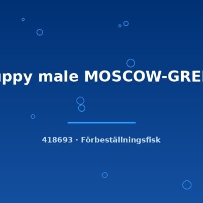 Guppy male MOSCOW-GREEN lg