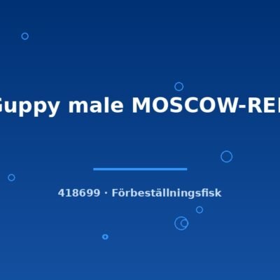 Guppy male MOSCOW-RED lg