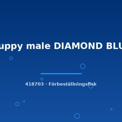 Guppy male DIAMOND BLUE lg