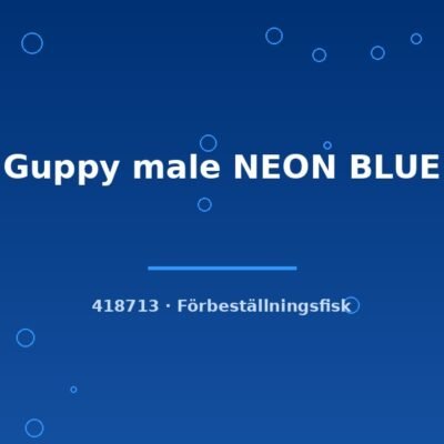 Guppy male NEON BLUE lg