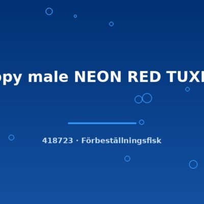 Guppy male NEON RED TUXEDO lg