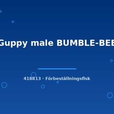 Guppy male BUMBLE-BEE lg