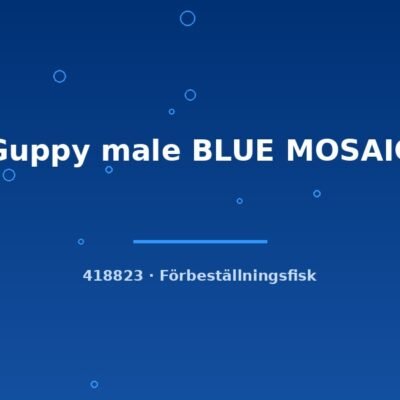 Guppy male BLUE MOSAIC lg