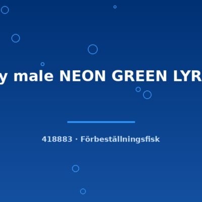 Guppy male NEON GREEN LYRETAIL lg