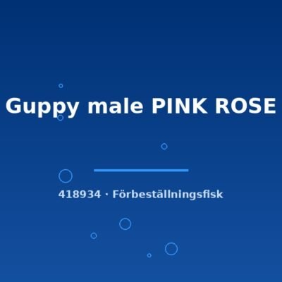 Guppy male PINK ROSE lg