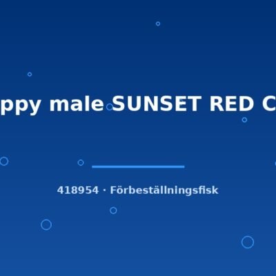 Guppy male SUNSET RED CAP lg