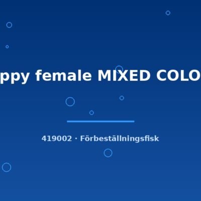 Guppy female MIXED COLOUR md